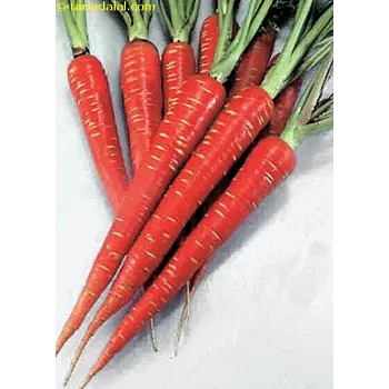 Organic Red Carrot